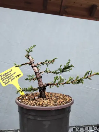 PREBONSÁI JUNÍPERO PFITZERIANA OLD GOLD