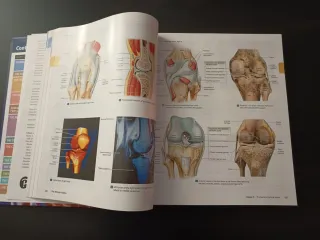 Human Anatomy