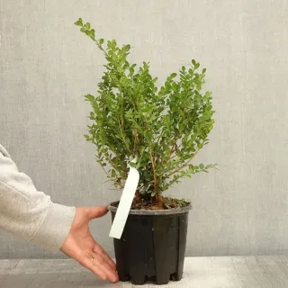Buxus microphylla Faulkner