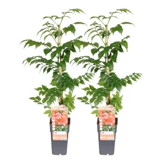 Campsis x Flamenco in vaso piccolo