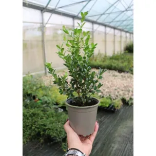 Buxus Microphylla Nana in vaso