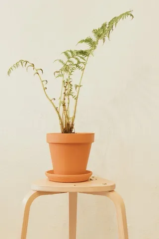 Dicksonia Antarctica in vaso