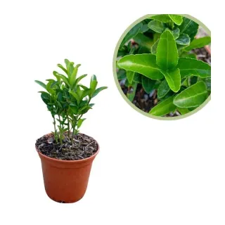 Euonymus Japonicus Benkomaski Piantina