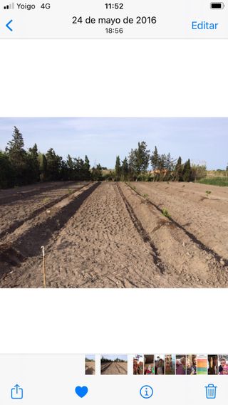 GRAN OPORTUNIDAD ...  Terreno en Oliva Nova Hípica