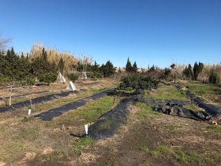 GRAN OPORTUNIDAD ...  Terreno en Oliva Nova Hípica