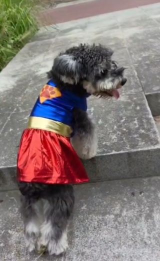 Disfraz Superhéroe para Perro