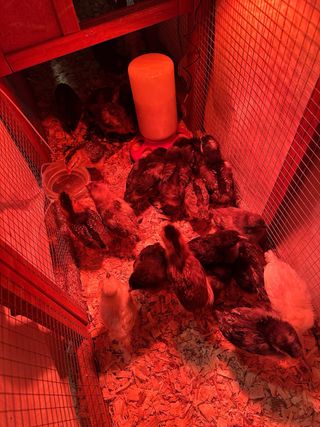 Pollitos de olive egg, araucana, sedosa y marans