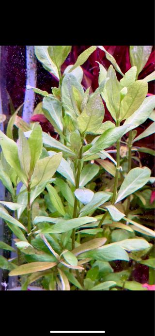 Lote de 10 plantas de Acuario iniciación