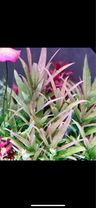 Lote de 10 plantas de Acuario iniciación