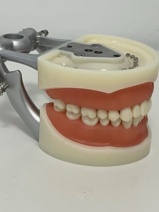 Modelo dental de tipodonto