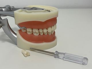 Modelo dental de tipodonto