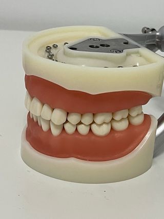 Modelo dental de tipodonto
