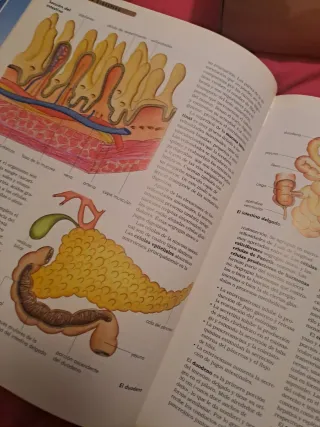 El Cuerpo Humano: Órganos, Sistemas y Funciones