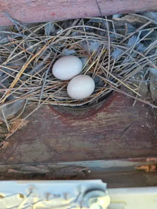 Problemas en tu tejado,se reparan goteras e.t.c
