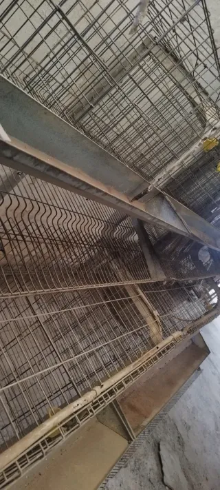 Jaulas gallinas con patas y comederos