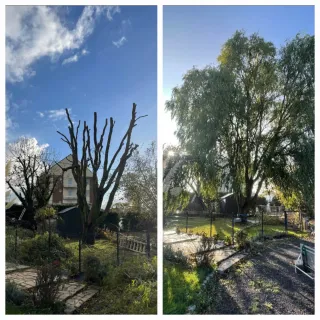 Soy de Les Mans Verdes y le ofrezco mis servici