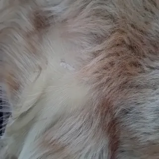 Abrigo de pelo marrón