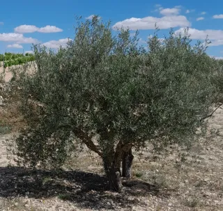 LEÑA de olivo seca, guardada en nave.