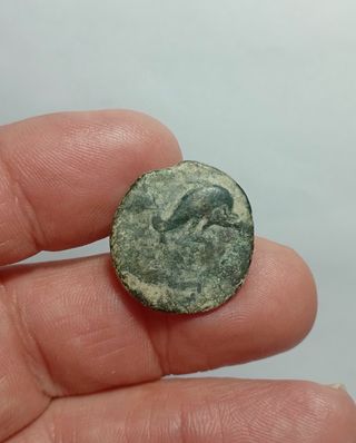 Moneda Ibérica Asido Medina Sidonia