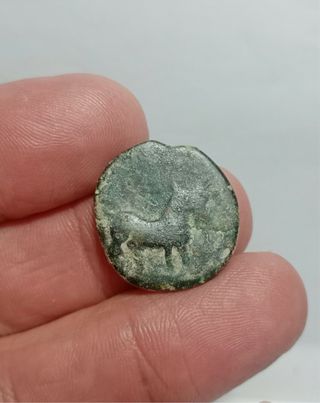 Moneda Ibérica Asido Medina Sidonia