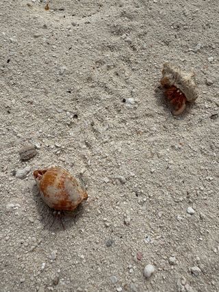 Preciso clases particulares Ciencias 4ESO/1Bachill