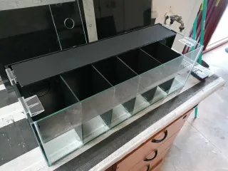 Acuario Betta con divisores