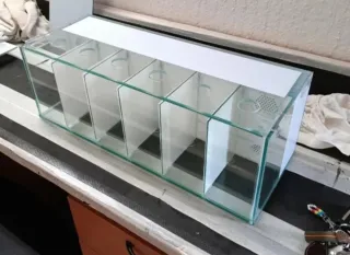 Acuario Betta con divisores