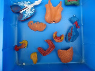 Kit Anatomía Mujer Micronova +10 Años