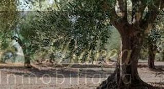 Terreno en venta en Rute