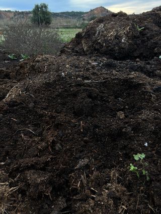 Estiércol de caballo con paja