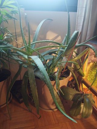 Planta de aloe vera