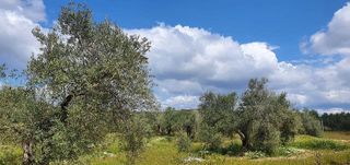 Terreno en venta en Bailén