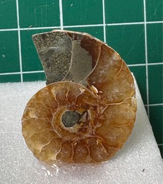 Ammonites Opalizado Fósil calidad Gema elegir