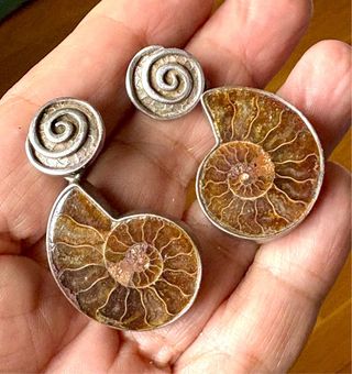 Ammonites Opalizado Fósil calidad Gema elegir