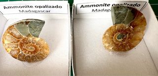 Ammonites Opalizado Fósil calidad Gema elegir