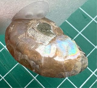 Ammonites Opalizado Fósil calidad Gema elegir