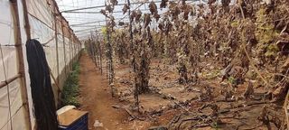 Terreno en venta en Chimiche en Granadilla de Abona