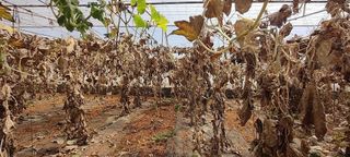 Terreno en venta en Chimiche en Granadilla de Abona