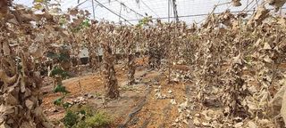 Terreno en venta en Chimiche en Granadilla de Abona