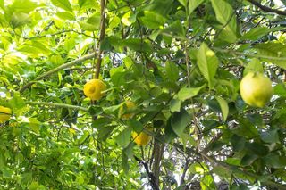 Casa adosada en venta en Illora