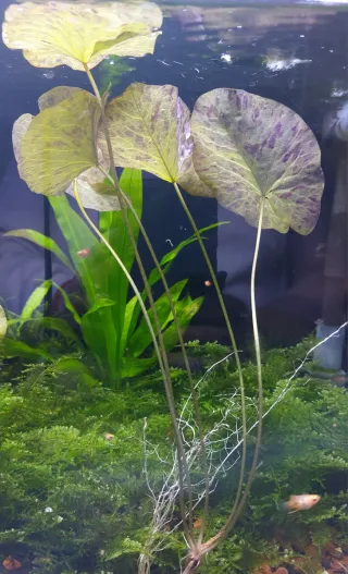 Lote de 2 Planta de acuario Nymphaea lotus