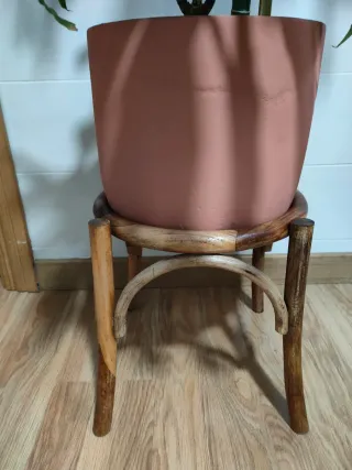 Planta de interior grande natural