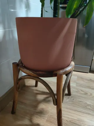 Planta de interior grande natural