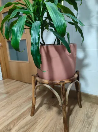 Planta de interior grande natural