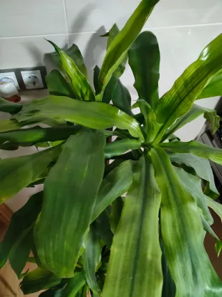 Planta de interior grande natural