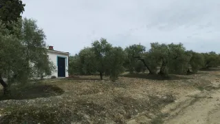 Finca de olivos en Montilla.