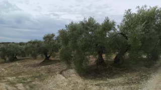 Finca de olivos en Montilla.