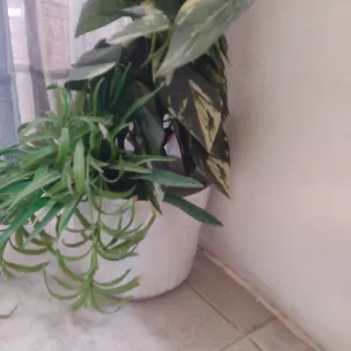 Planta artificial decorativa