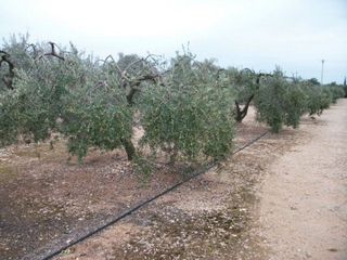 Terreno en venta en Mont-Roig en Mont-Roig del Camp