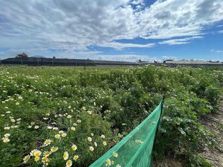 Terreno en venta en La Jara en Sanlúcar de Barrameda